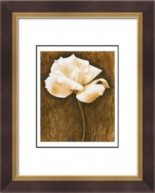 20x24inch Modern Art Paintings of Nature Flower picture frames 